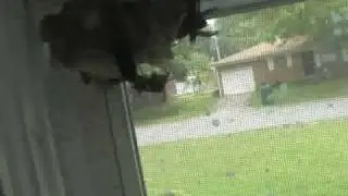 Scary Wasp Hornets Nest in my Sister's Room