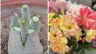 ADENIUM PLANT Multi Branch Grafting Method | Easy Graft On Desert Rose