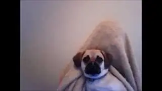 Deep Retarded Thoughts by Norra The Puggle