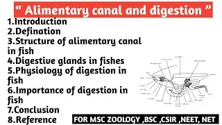 Alimentary canal & digestion | Structure of Alimentary canal in fish | Digestive gland | Importance