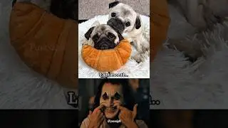 Last Month They Were Two, Now One Pug Is Left Holding All the Pain #shorts #sad #pug