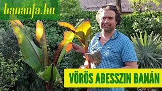 Miért szeretjük az Ensete ventricosum 'Maurelli'-t, a vörös abesszin banánt?