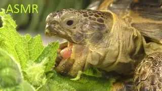 Tortoise eating a leaf of Сucumber ASMR | Animals ASMR #67