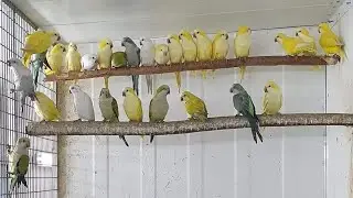 Different mutations of monk parrot....