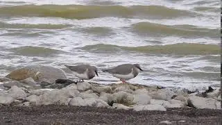 Chorlo de Magallanes (Pluvianellus socialis)