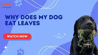 Why Does My Dog Eat Leaves? | Causes & Solutions