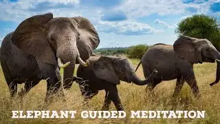 Elephant guided meditation