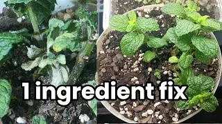 STOP white mildew on indoor plants INSTANTLY. (Organic fix)