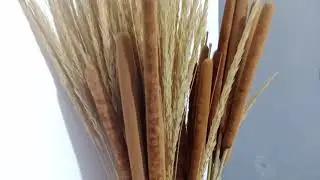 Dried banksia aemula and harvest wheat 🌾