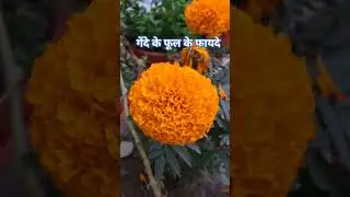 Marigold: The Flower That Cures Everything #herbal medicine #natural cures