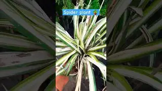 Spider plant || #shorts #Spider #plant #ivy #plantlovers