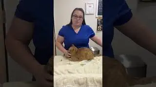 Giving Subcutaneous Fluids to Cats  #vet #veterinarian #petdoctor #goldencolorado #petcare