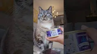 [kitty taste test] blue wilderness chicken recipe pat&eacute; (wet cat food eating reviews)