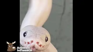Snake Wrapping Around An Arm (IG: @reptilianforest)