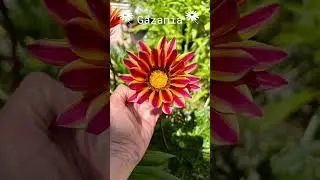 How to Grow Gazania