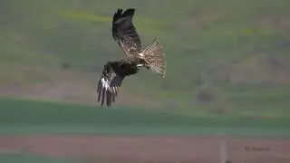 Determination - Black kite hunt
