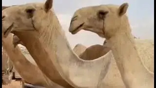 كلمات واداء سالم بن مهدي مهداة الى #منقية_مطربات وملّاك المنقيه ابناء مريشد بن سليمان بن ذيخان