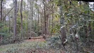 A look into my small food plot in the woods
