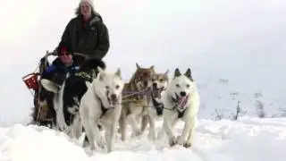 Dog Sledding in Norway