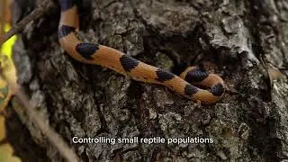 Meet the Eastern Tiger Snake