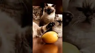 ASMR: Cat Chaos & Fruit Fiasco! (Macro Kitty Antics)