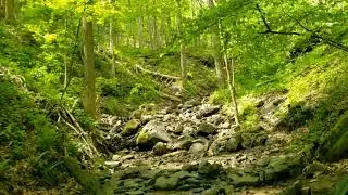 Kairos White Whale Trail