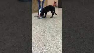 Dog Training- Testing for food aggression.