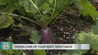 Taking care of your root vegetables