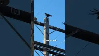 I trained crows to give me gifts