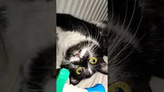 #shortvideo #котик #кот