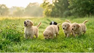 Adorable puppies exploring and barking naturally in the meadow &ndash; Dog barking sounds &ndash; Dog videos