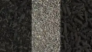 Tiny maggots we want to fatten to bigger sizes