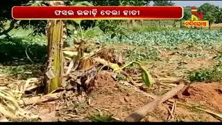Elephant Damages Crop In Odisha's Deogarh District | Nandighosha TV