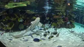 Zebra Sharks etc (feeding time) - The Deep, Hull