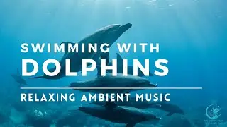 Swim With Dolphins Ambient Music Coral Reefs Chill Out Study Aid Sleep Help