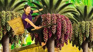 BREAKING! Harvesting black Canarium bunches to sell | How to cook delicious dishes from this fruit