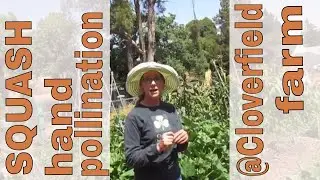 Hand Pollination and Cloverfield  Organic Farm July Update.