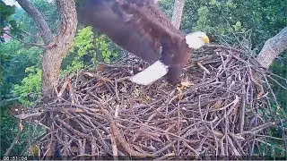 2017/09/17 06h34m ECC Bald Eagles~Early morning nestauration~