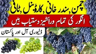 Grapes Farming In Pakistan | Wholesale Plants Market #grape #garden #fruit