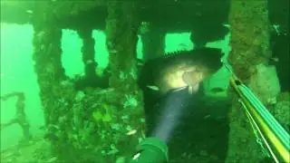 Spearfishing out of Panacea Fl. We saw Bull Sharks, Cobia, Gag Grouper, Goliath grouper, shipwrecks.
