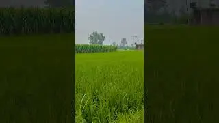 #music #song #remix #blogging evening view from Chandausi