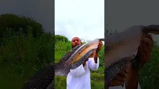 big Samal fish hunting