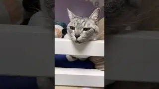 ベッドの柵にあごのせしてる猫がコチラ#shorts