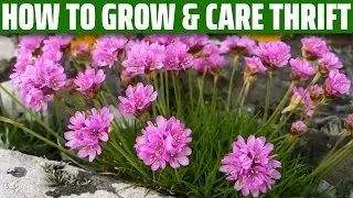 Thrift &ndash; How to grow and care for it