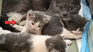 Cat and Kittens Live in Hole Between Buildings Until Neighbors Spot Them and Jump in to Help