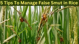 Top 5 Tips to Manage False Smut in Your Rice Field.