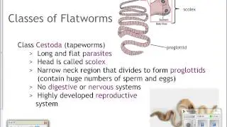 Flatworms