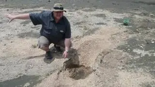 Elephants dig for water