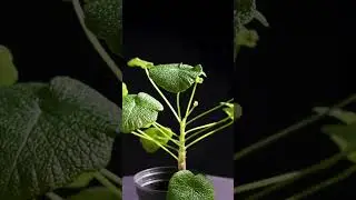 Pelargonium cotyledonis SPRING 2025