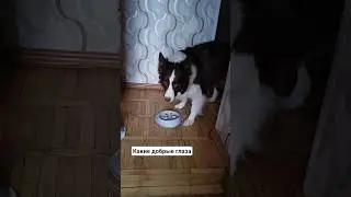 #bordercollie #корж #dog #животные #бордерколли #собаки